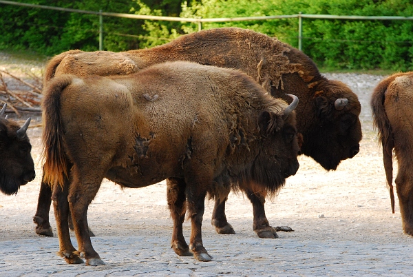 bison_sm