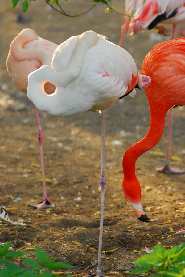 flamingo2_sm
