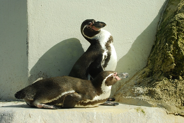 pinguine2_sm
